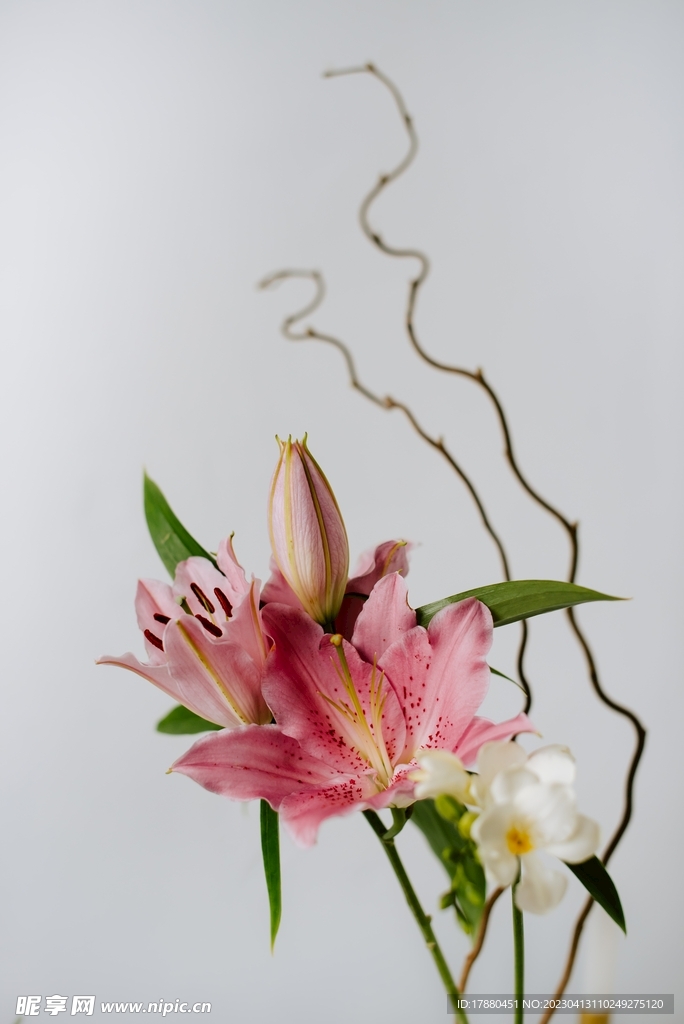 麝香百合
