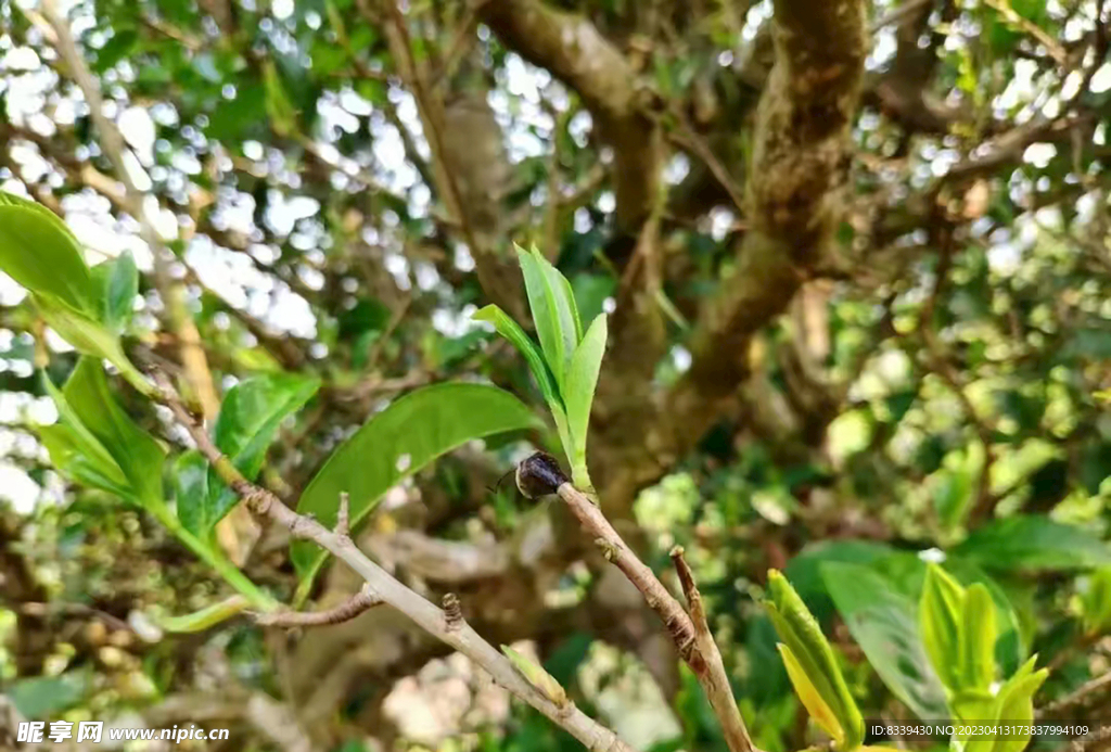 茶樹茶葉