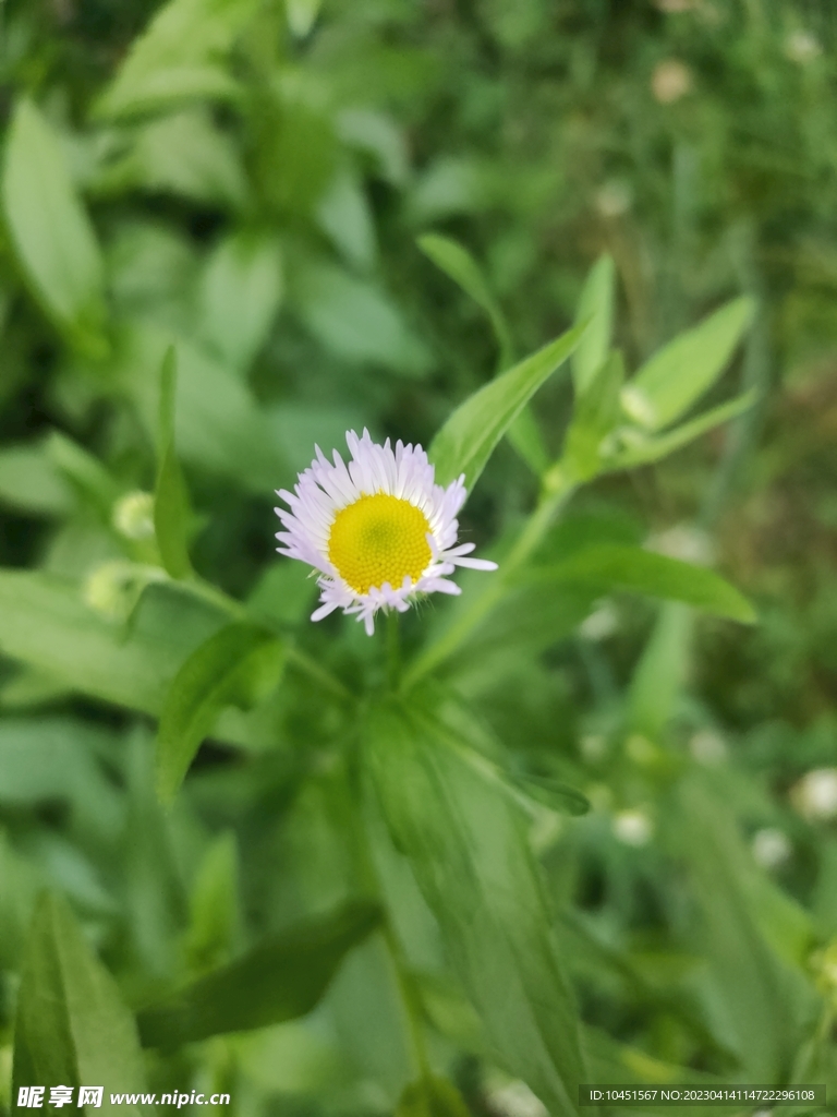 小野花微攝