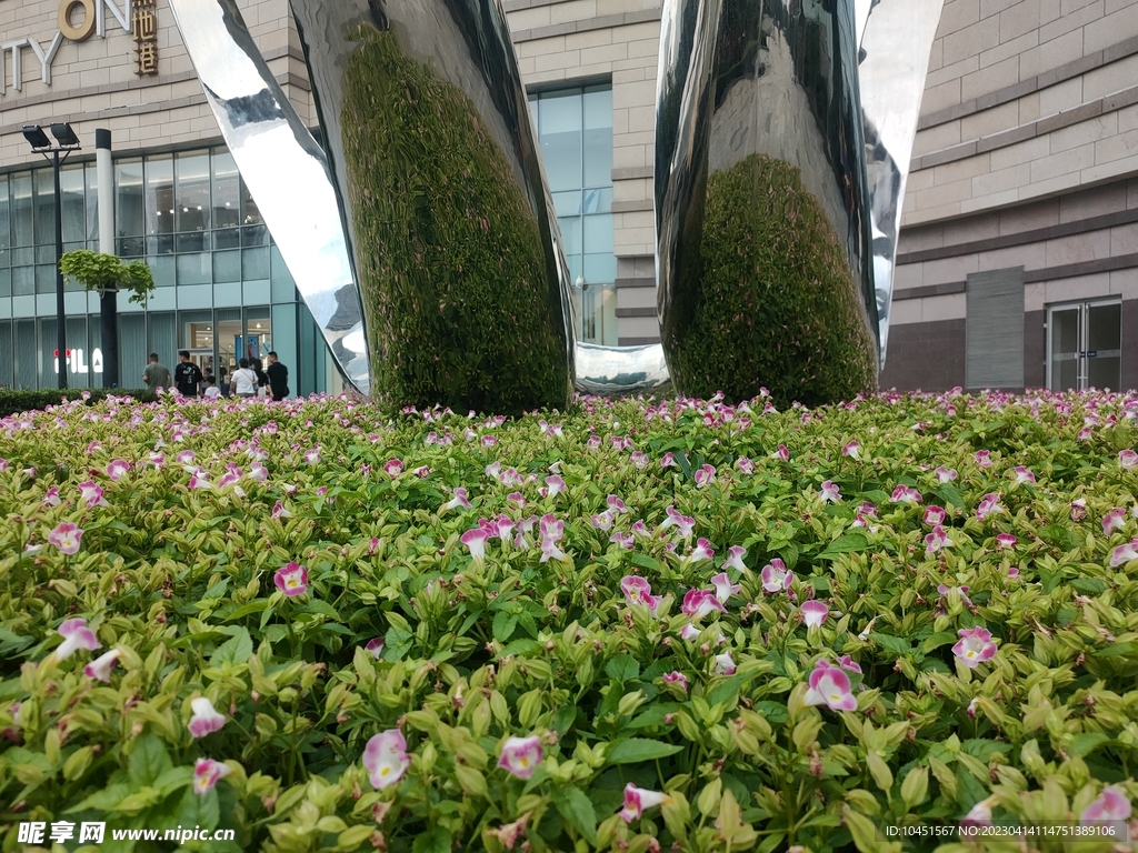 城市花