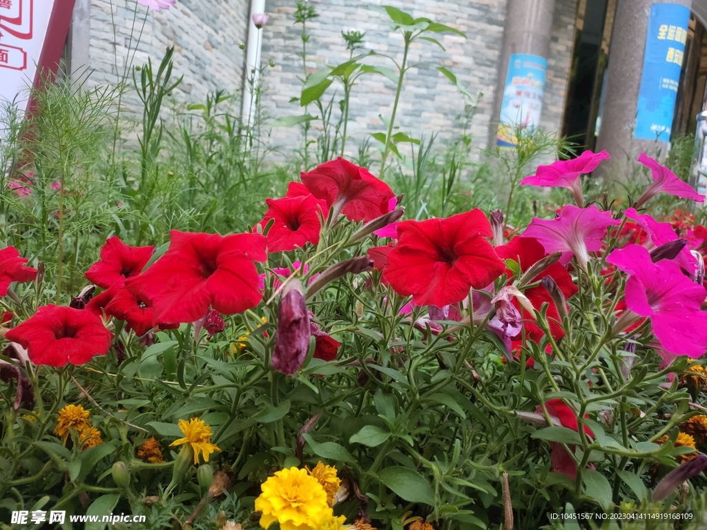 路邊景觀花