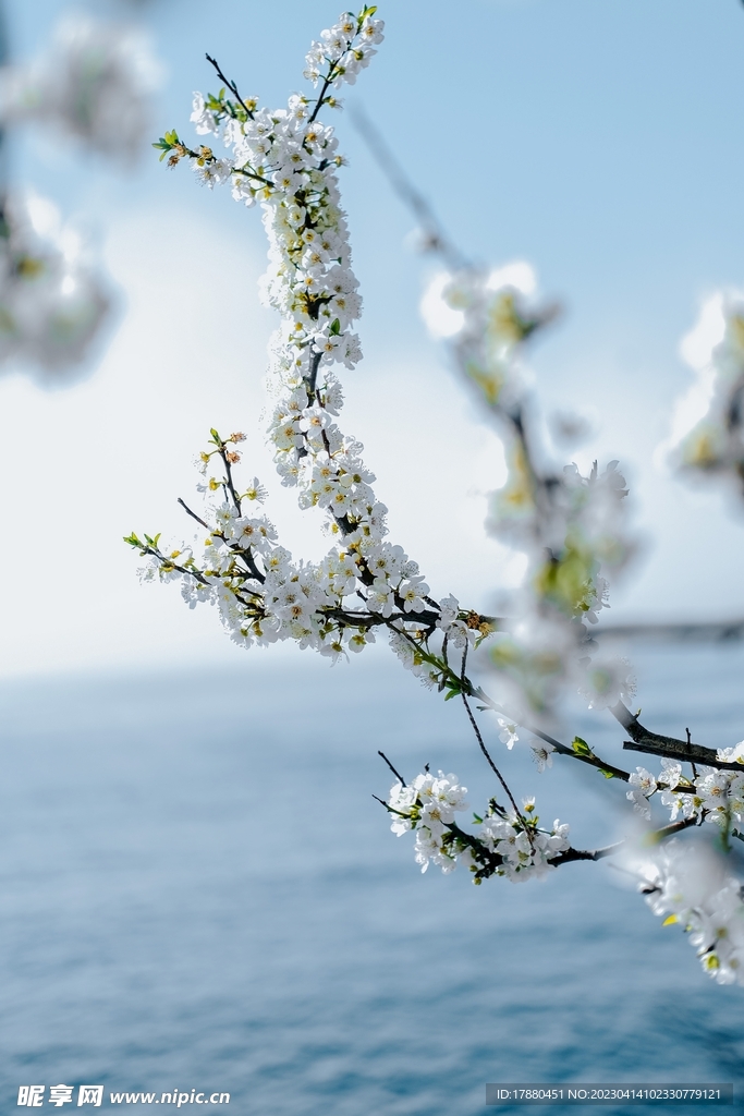 扁桃花