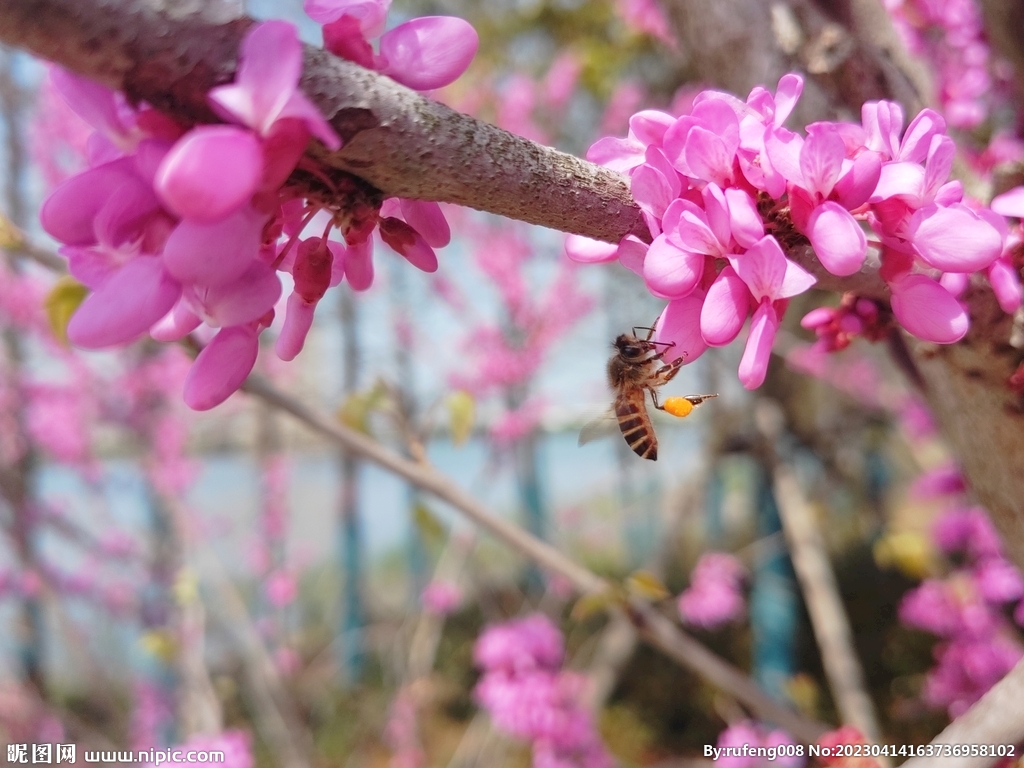 紫荆花里的蜜蜂