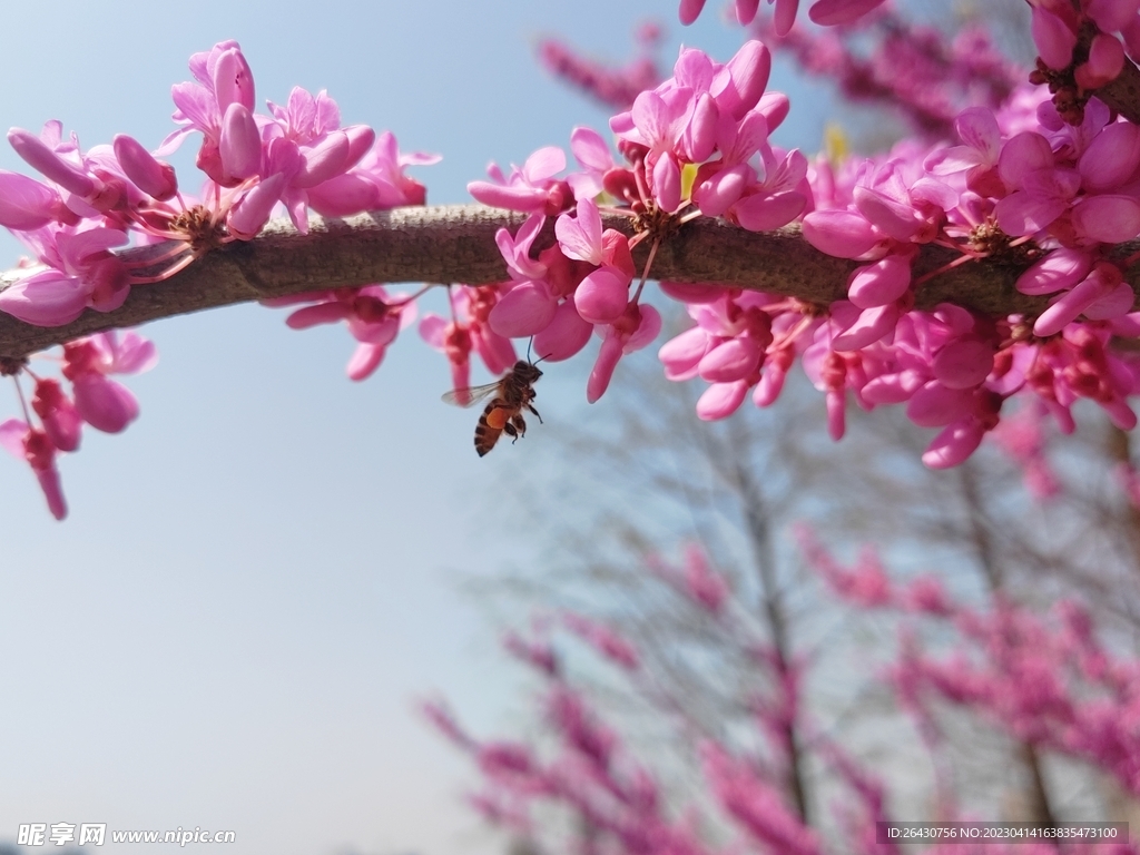 紫荆花下小蜜蜂