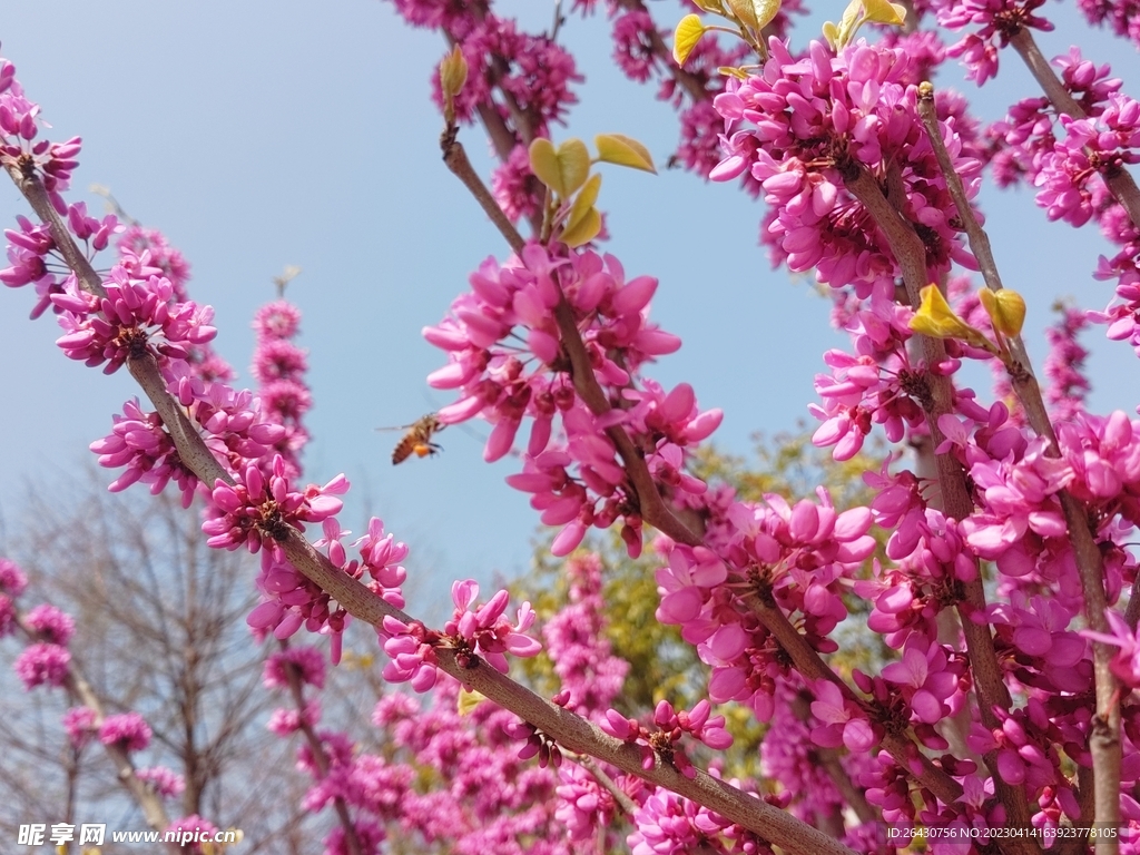 紫荆花丛蜜蜂