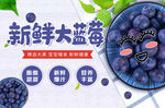 蓝莓海报 水果挂画