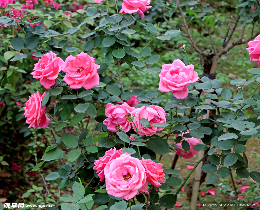 月季花盛開