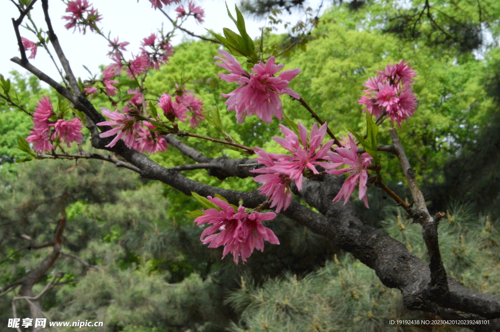 菊花桃