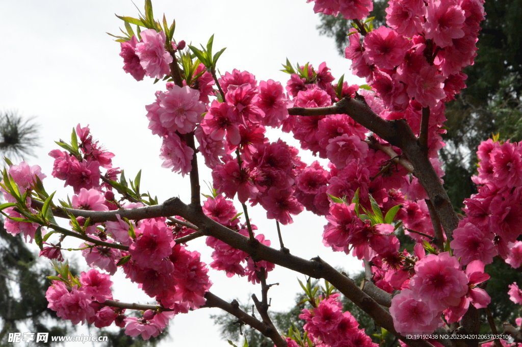 碧桃花