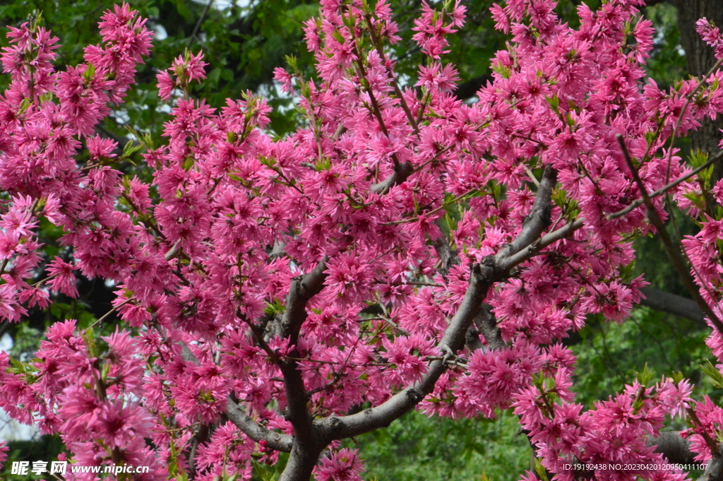 菊花桃 