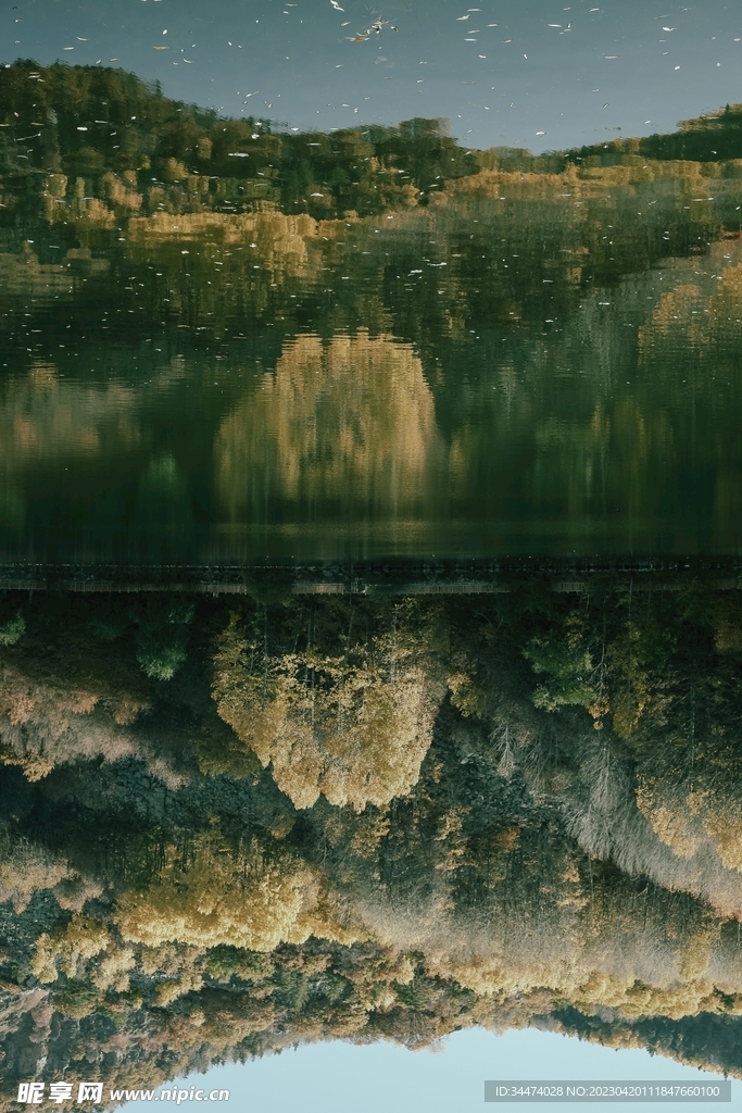 樹林倒影