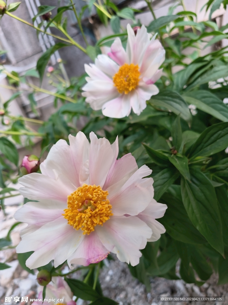 粉色芍藥