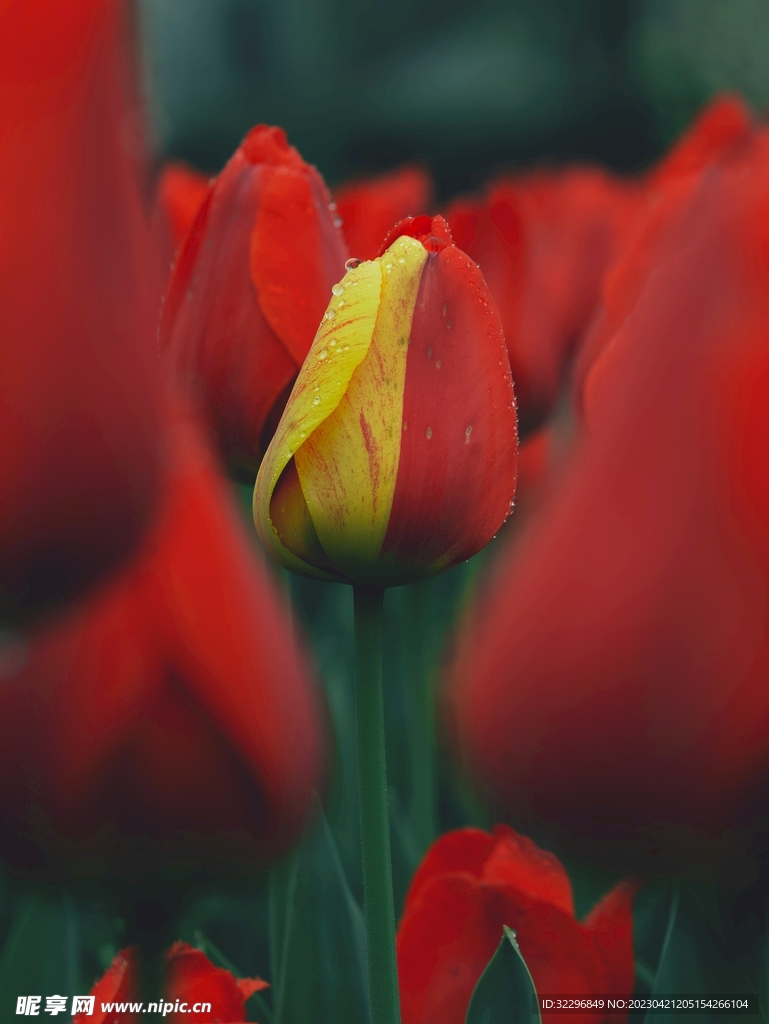 紅色郁金香花瓣
