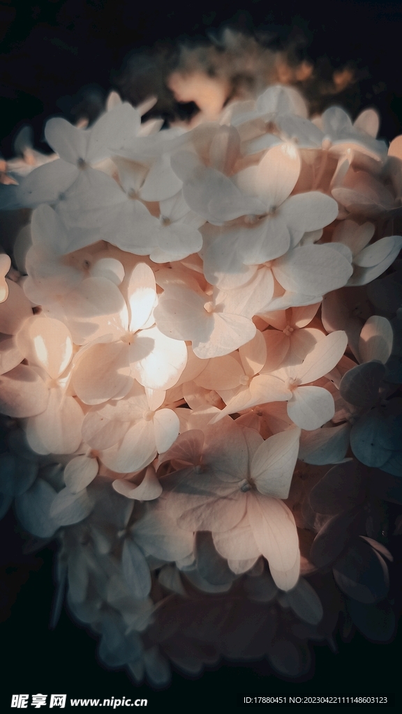 水晶蘭花