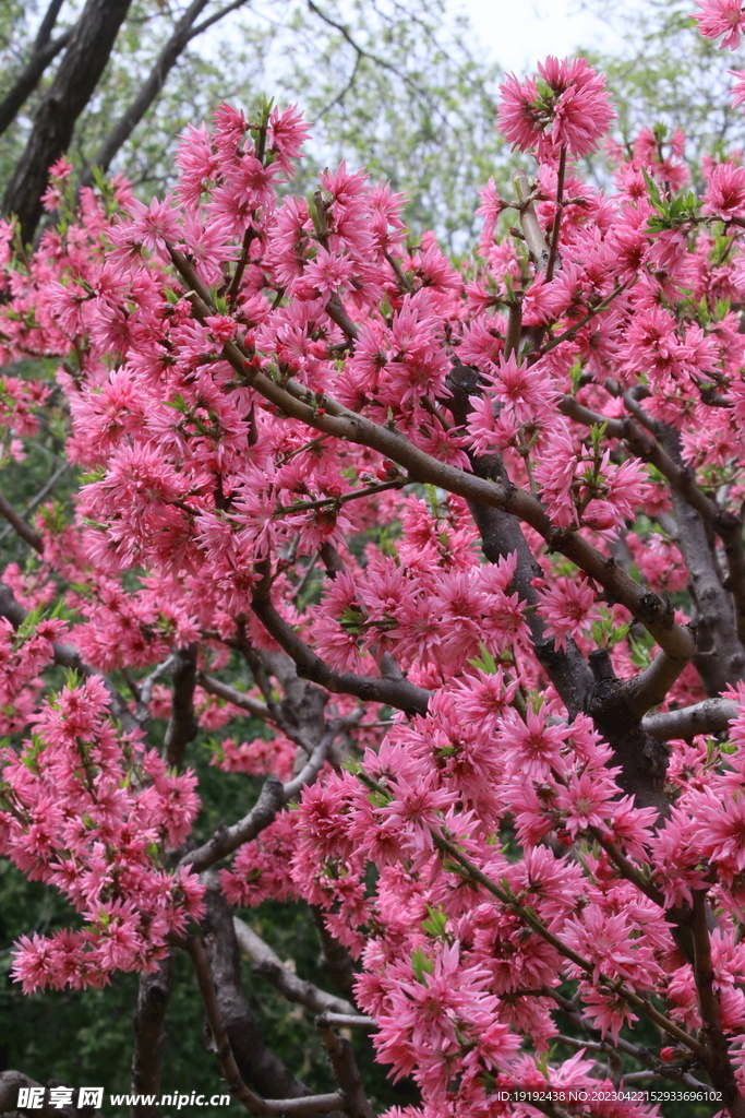 菊花桃 