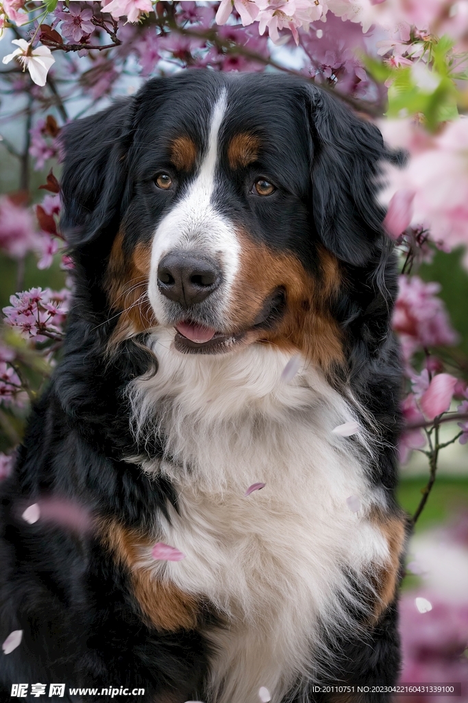 伯恩山犬