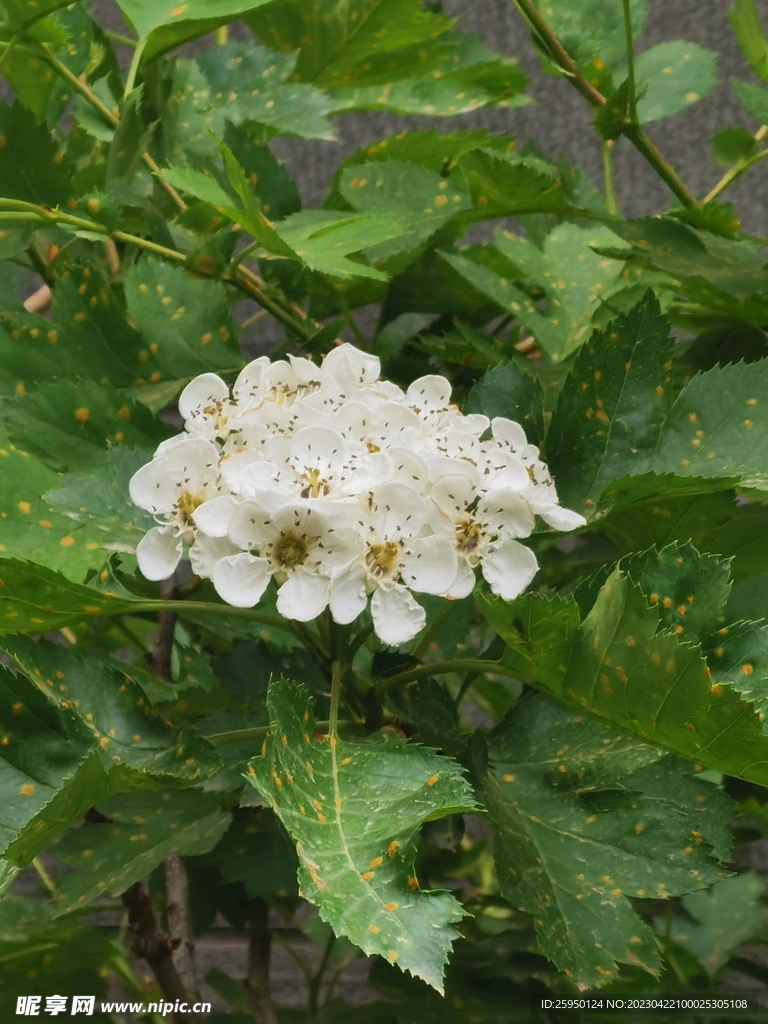 山楂花