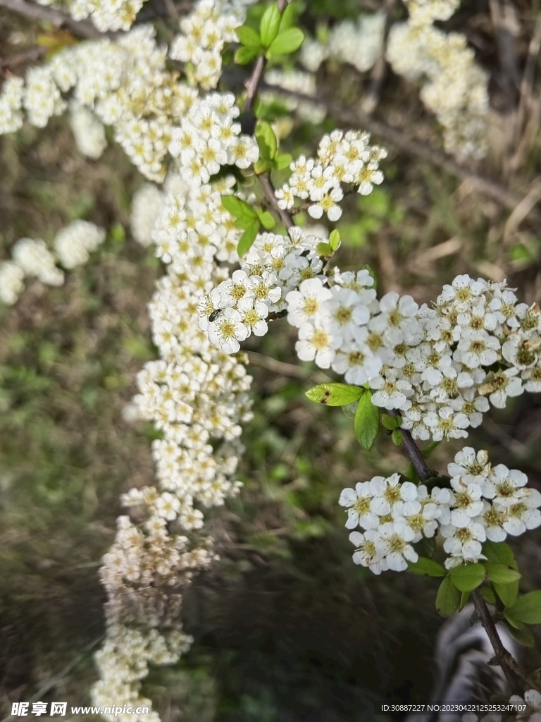 野花 戶外