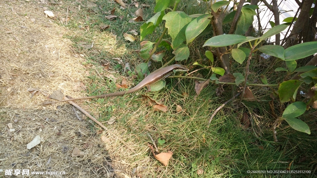 野生生物