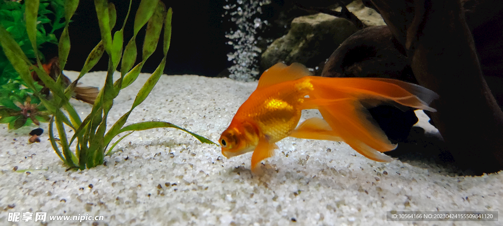 金魚(yú)