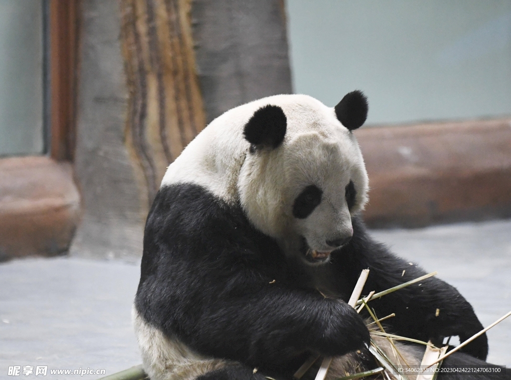 熊貓素材圖