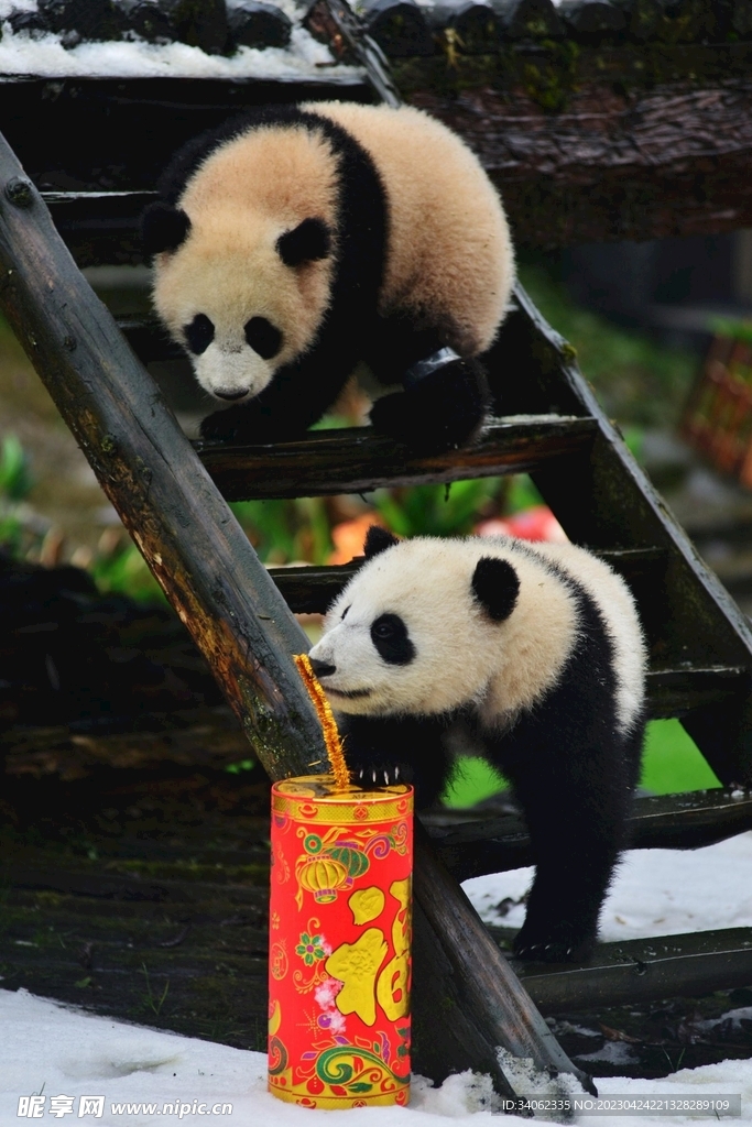 熊貓素材圖