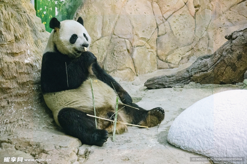 熊貓素材圖