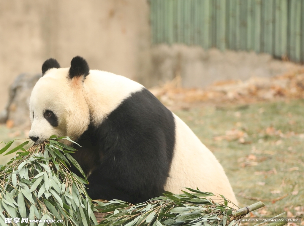熊貓素材圖