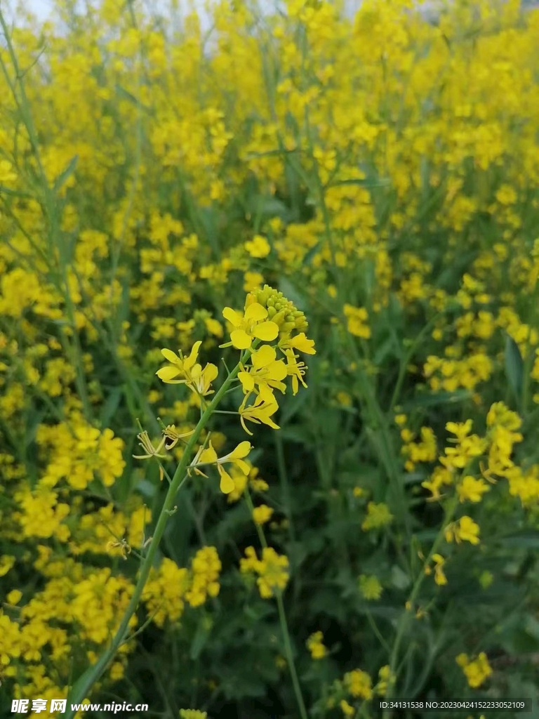 油菜花