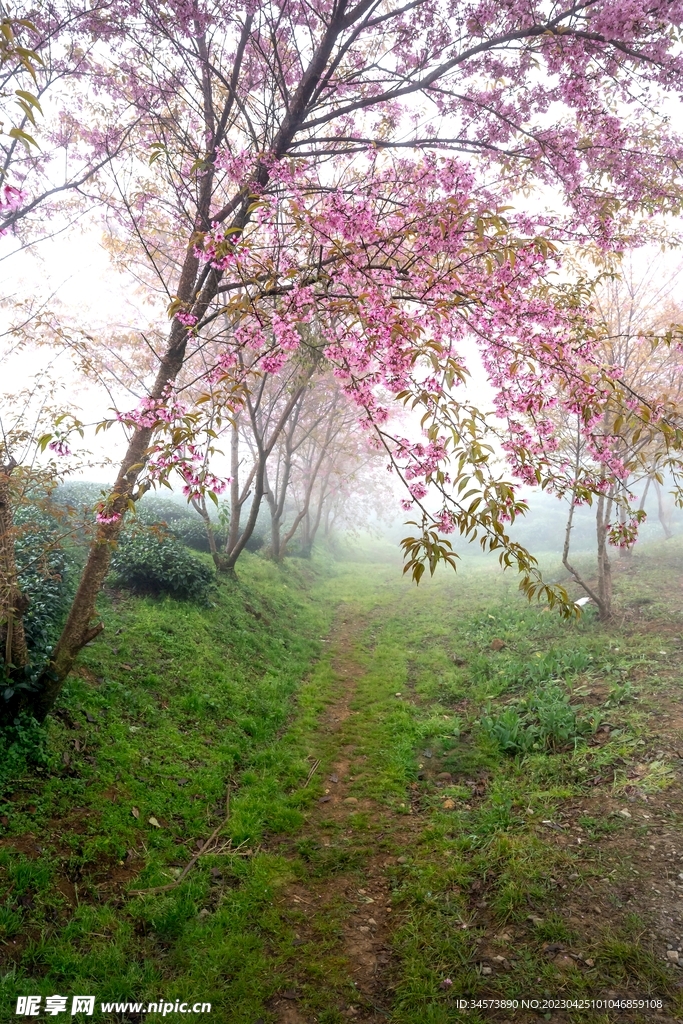 樱花树下