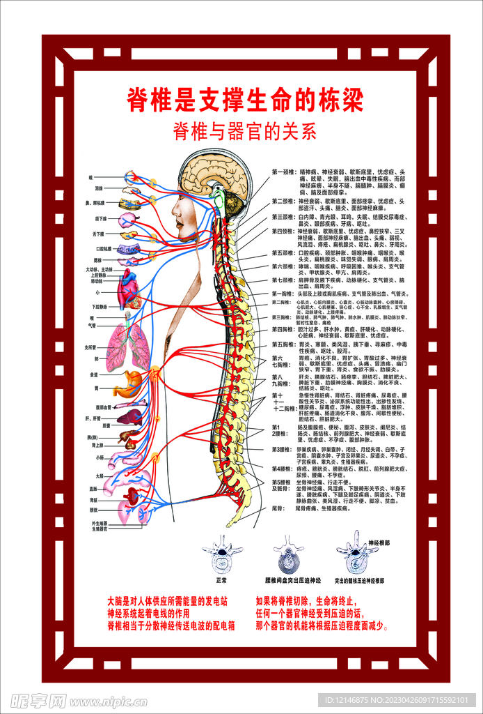 脊柱脊椎骨骼图