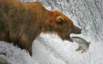 爱吃鱼的棕熊