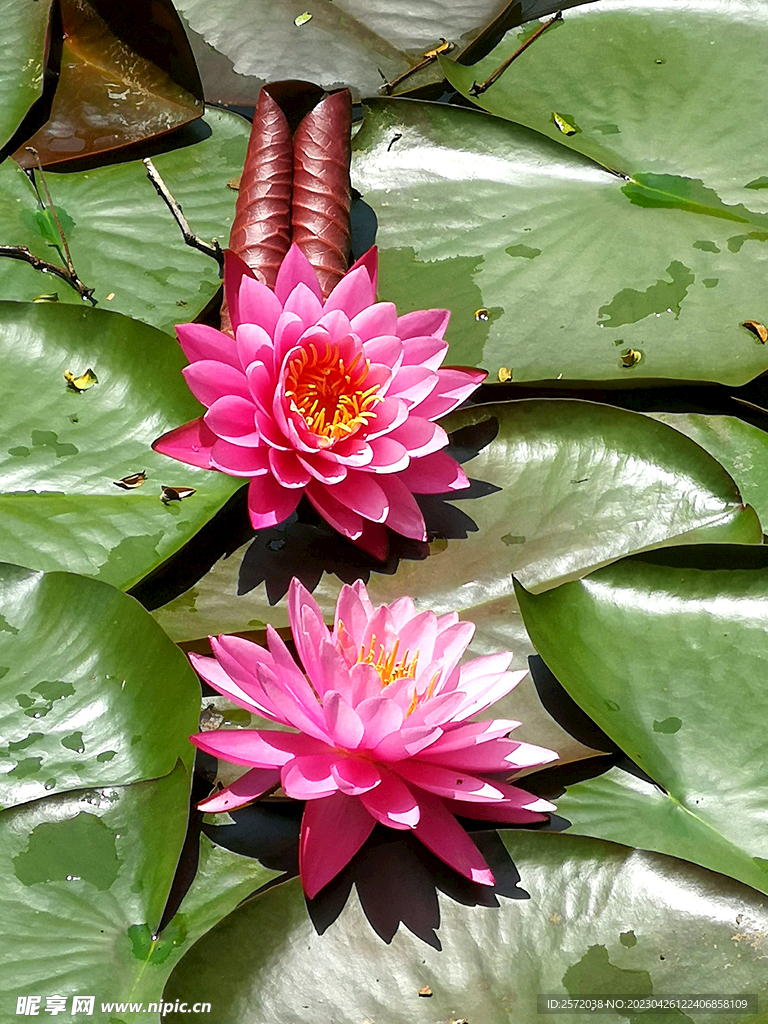 睡蓮美