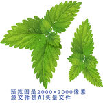 矢量 薄荷 素材