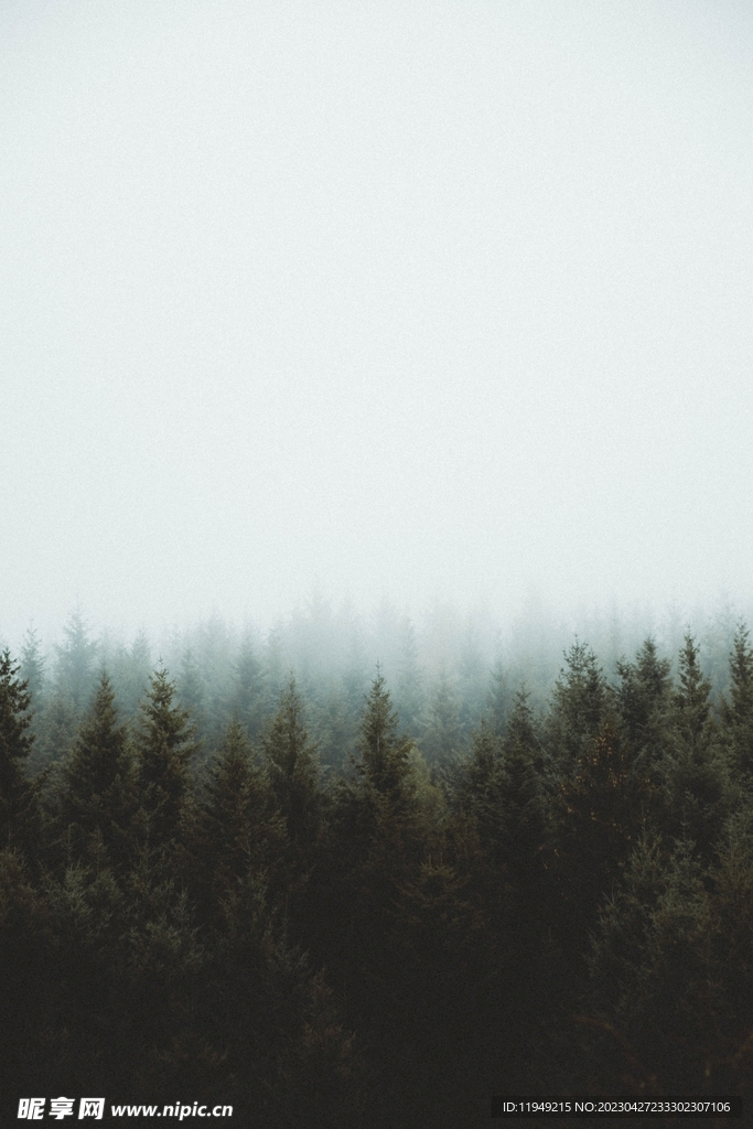 朦朧的樹林風(fēng)景