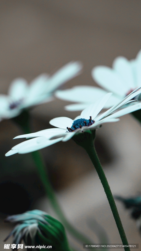 粉蝶花
