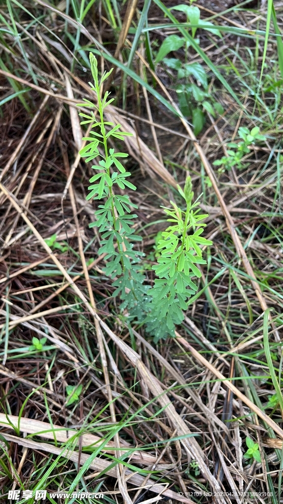 森林小植物