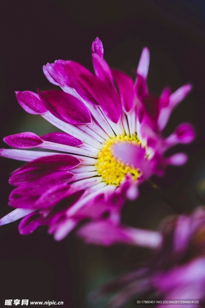 荷蘭菊