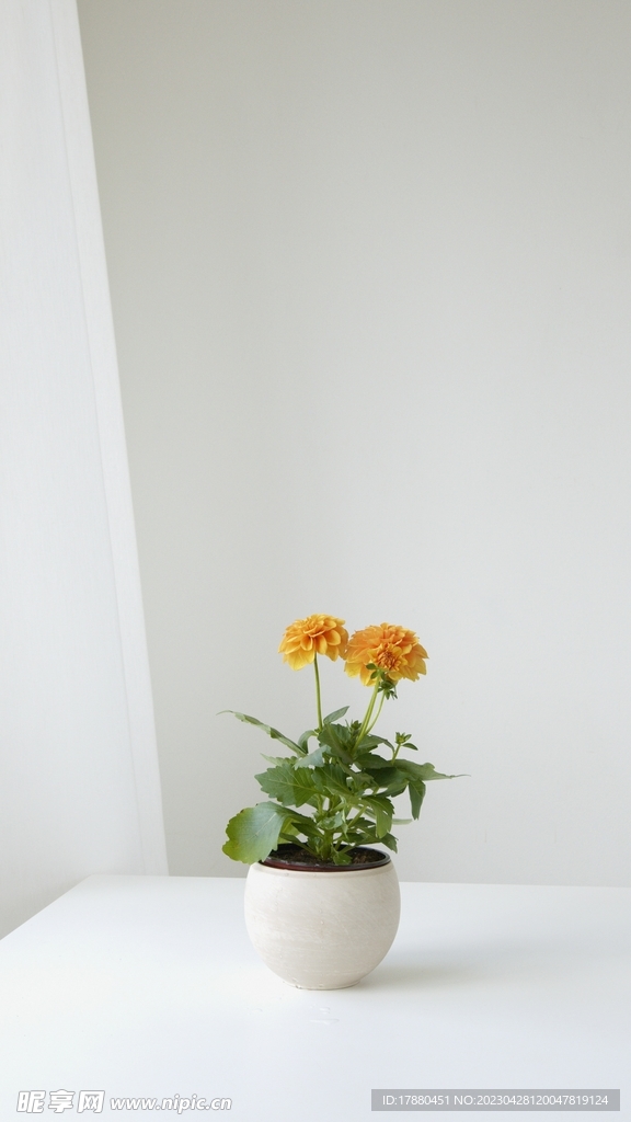 金盞花