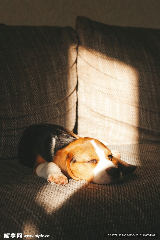 睡眠中的狗