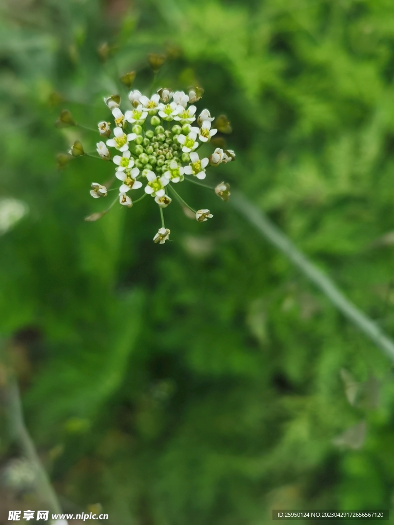 荠菜花