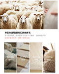 羊毛制作工艺羊群