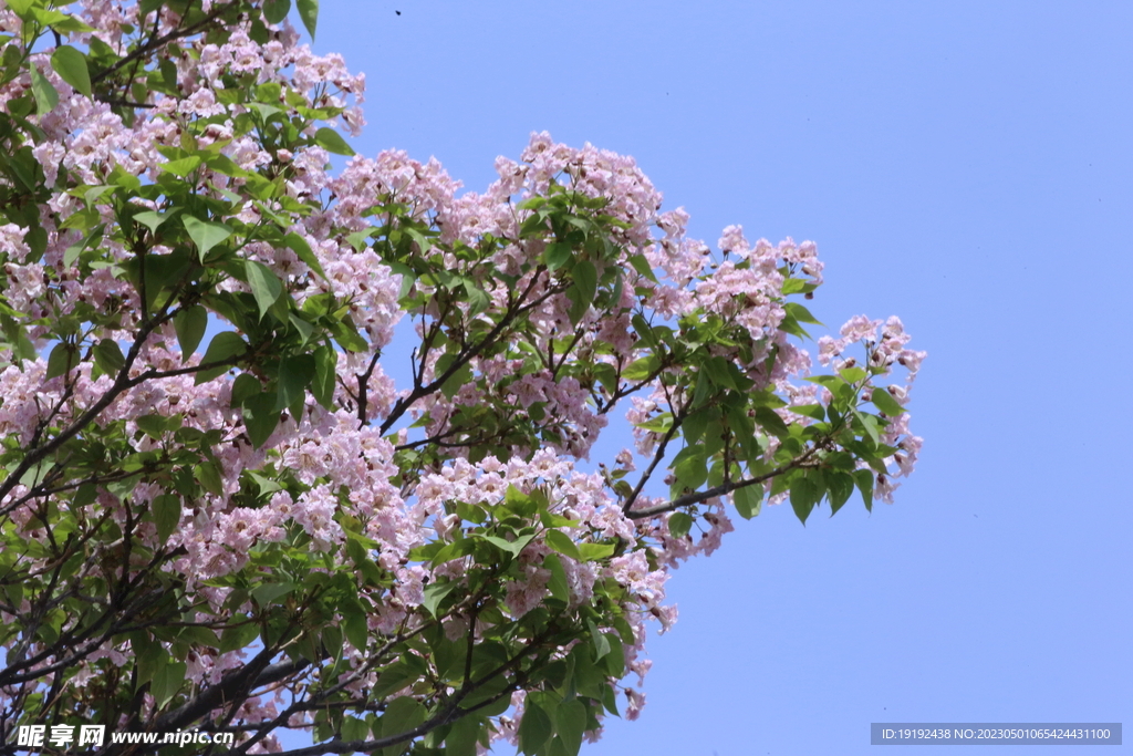 楸樹花