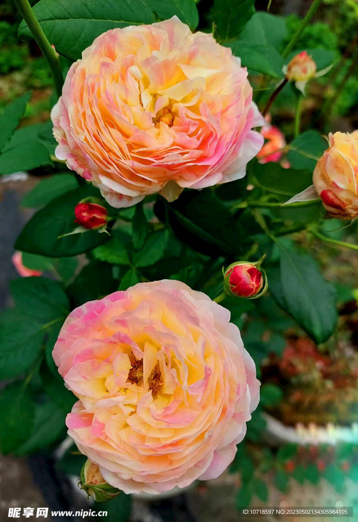 紅玫瑰