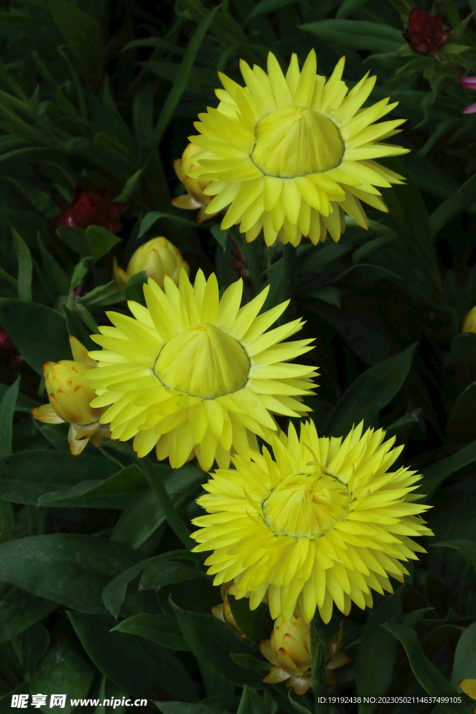 蠟菊 