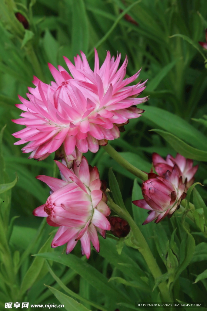 蠟菊 