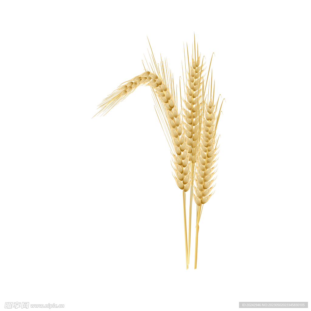 麦子 小麦 