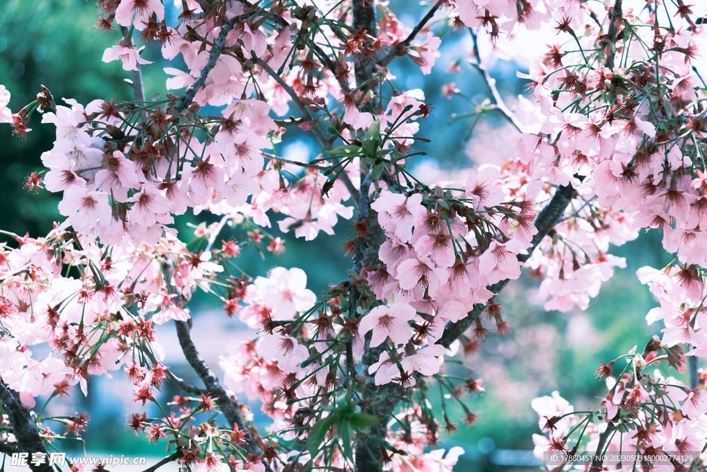 扁桃