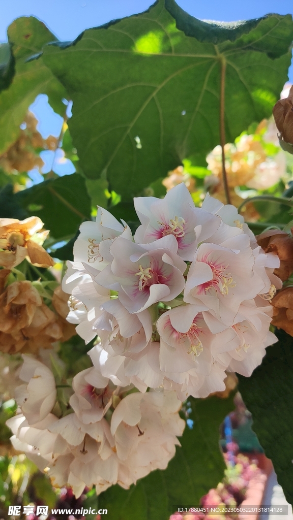 芙蓉