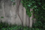 斑驳墙面树枝树叶